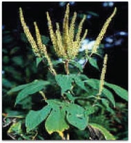 ragweed